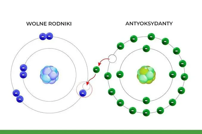 Wolne rodniki a starzenie się sk&oacute;ry